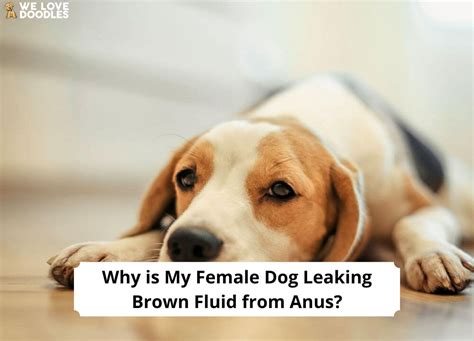 why is my dog leaking brown fluid|Why is My Female Dog Leaking Brown Fluid From Anus